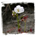 Drosera fimbriata / 3+ tubers
