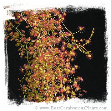 Drosera macrantha subsp. eremaea / 2+ tubers