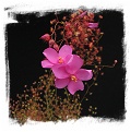 Drosera menziesii ssp. menziesii {clone 3, SS} / 2+ tubers