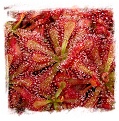 Drosera venusta {George near Oudtshoorn, RSA} / 2+ plants