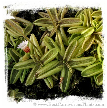 Pinguicula lusitanica {Valongo, Portugal} / 3+ plants
