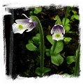 Pinguicula variegata / 2+ plants
