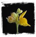 Utricularia scandens {Yunan, China} 